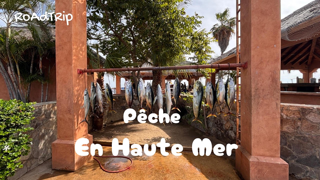 Pêche en haute mer + Sauvetage de tortue… **BAJA