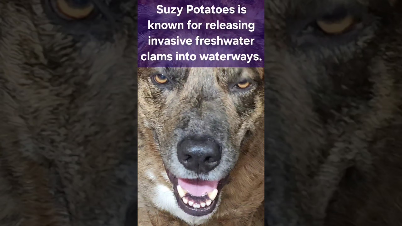 #Suzy