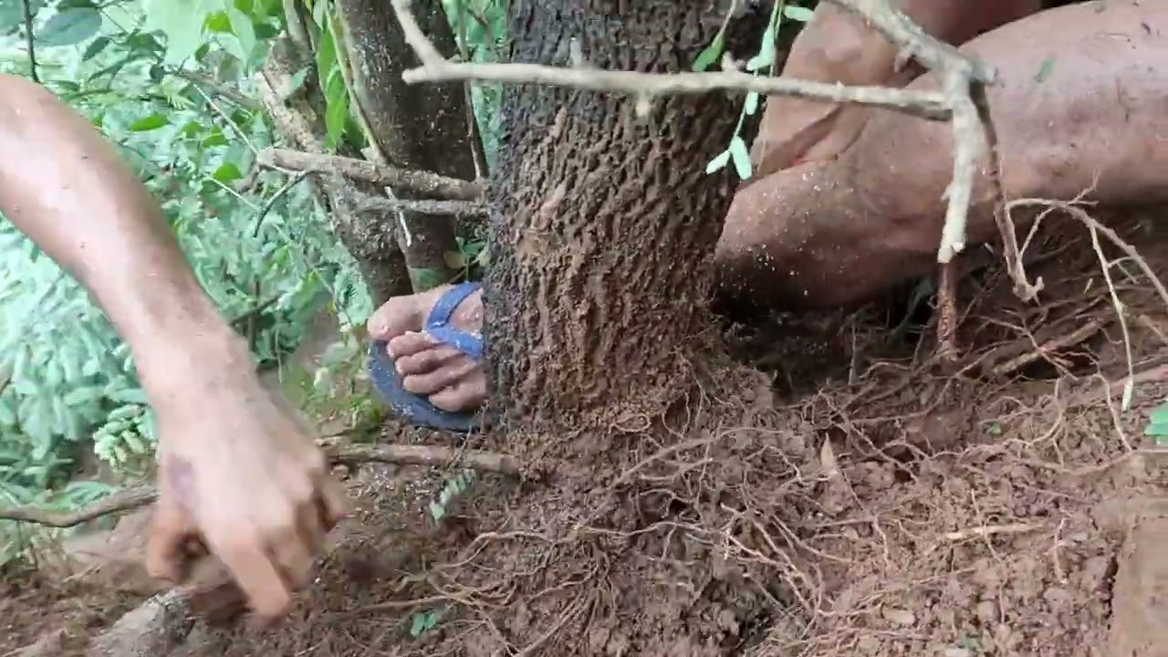 imperial size na sampalok na hunt KO Sa ilong