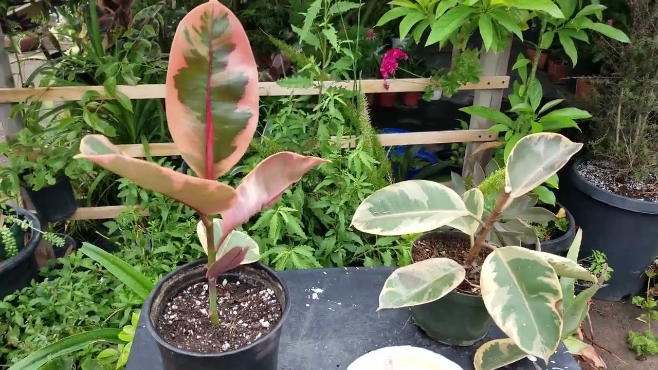 Reproduccion de la la planta hule, o caucho.