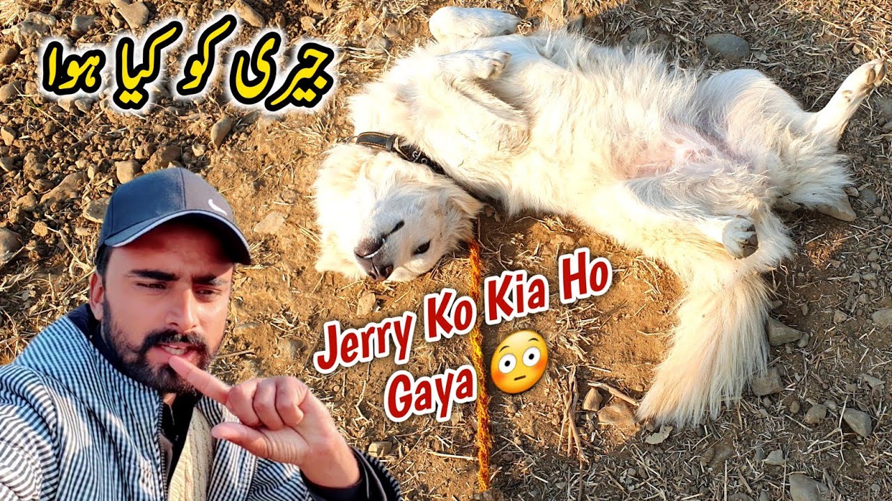 Jerry Ko Kia Ho Gaya 😳 | MB Vlogs