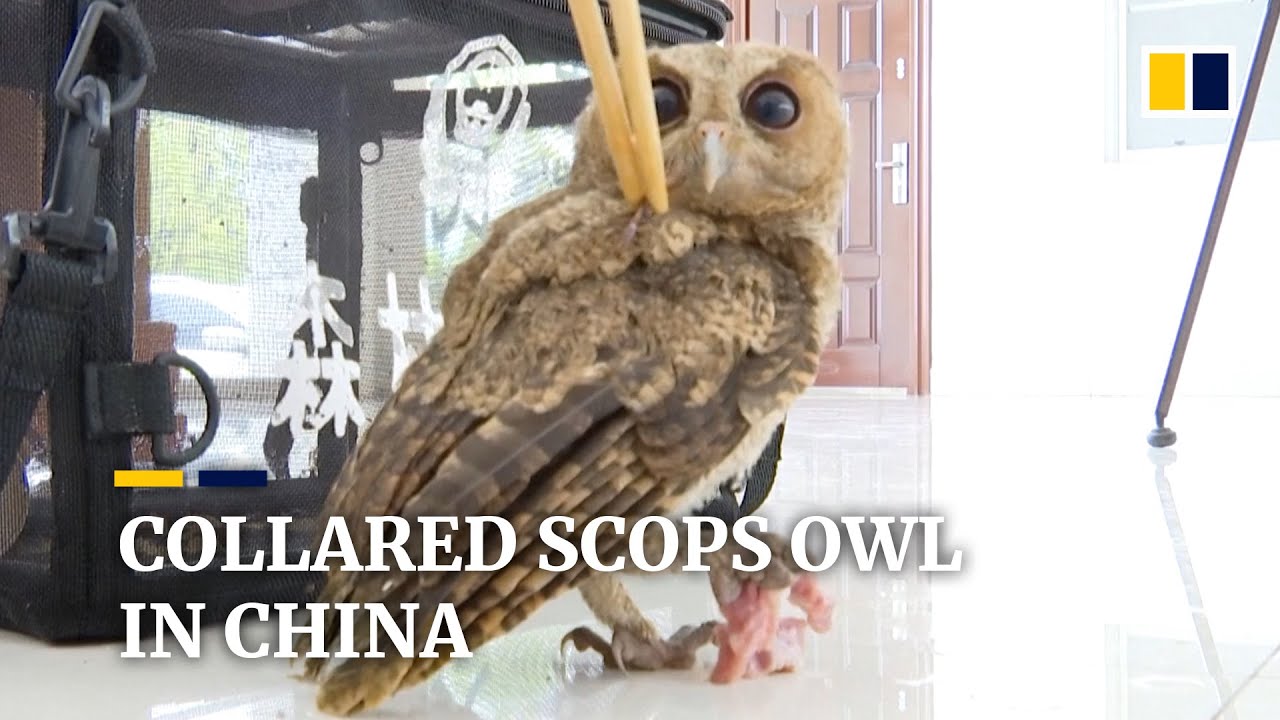 Collared scops owl grounded in southwest China where villagers help it recover