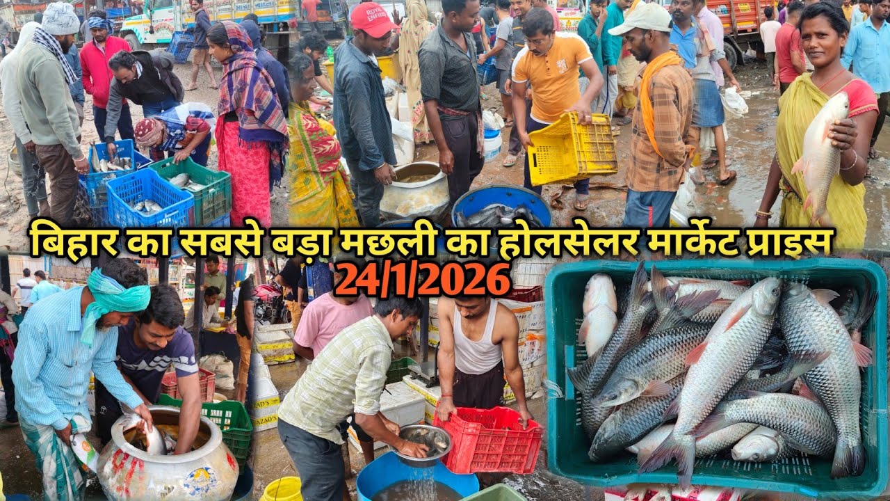 मछली होलसेलर मार्केट प्राइस बिहार|शनिवार के दिन मछली का होलसेलर रेट|fish market price bihar 