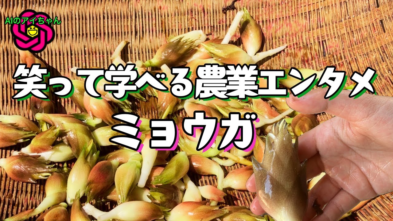 笹熊とミョウガの違いを初めて知ったババァの話