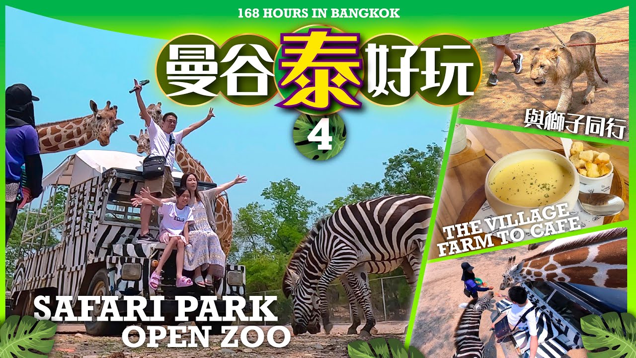 【#麻煩哥 #曼谷 🇹🇭#北碧 EP4】泰國自費遊記 / 北碧 Safari Park 動物園 / 零距離餵長頸鹿 獅子散步 / The Village Farm to Cafe / 重溫 泰國潑水節