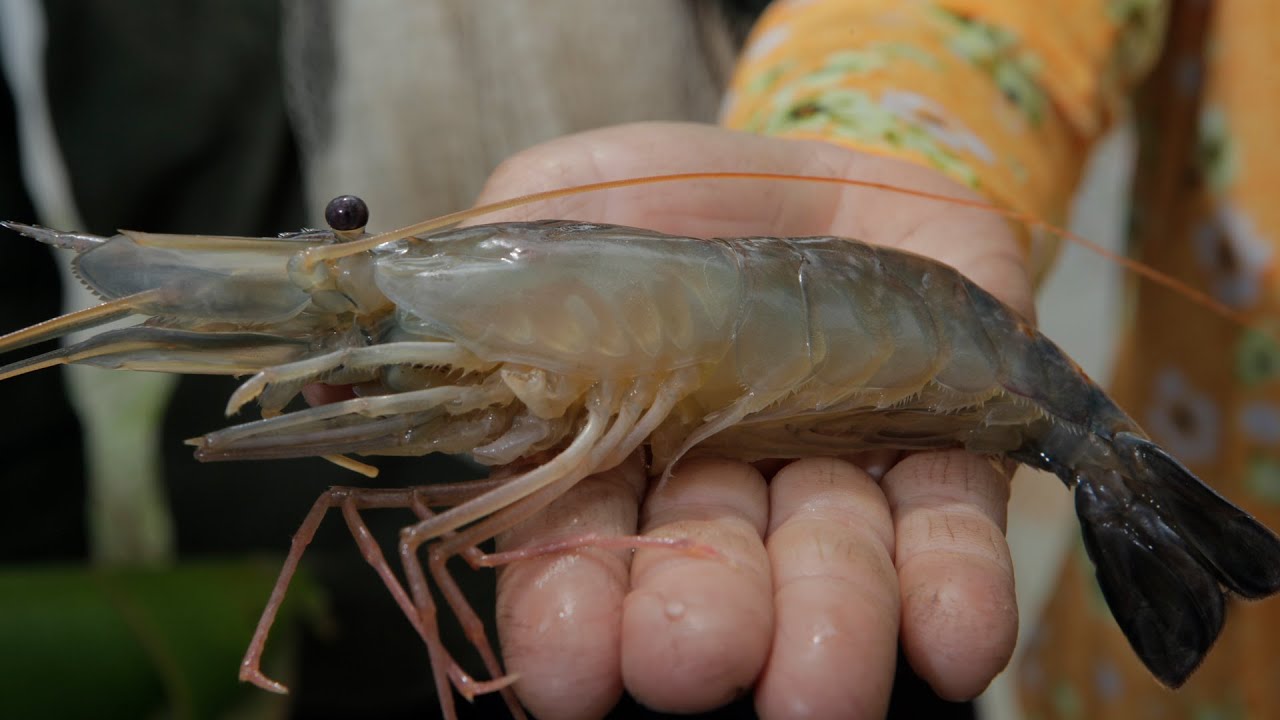 TIGER PRAWN Catch and Cook - Vietnam street food