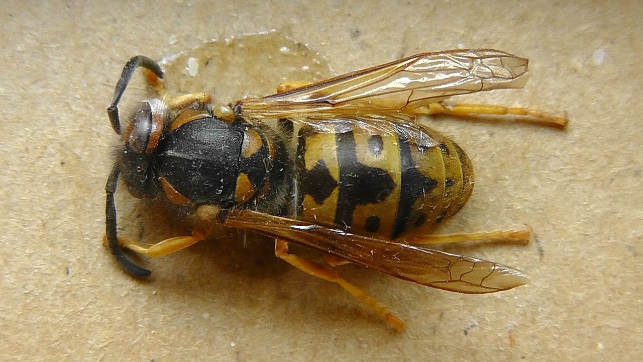 Vespula germanica (оса германская)