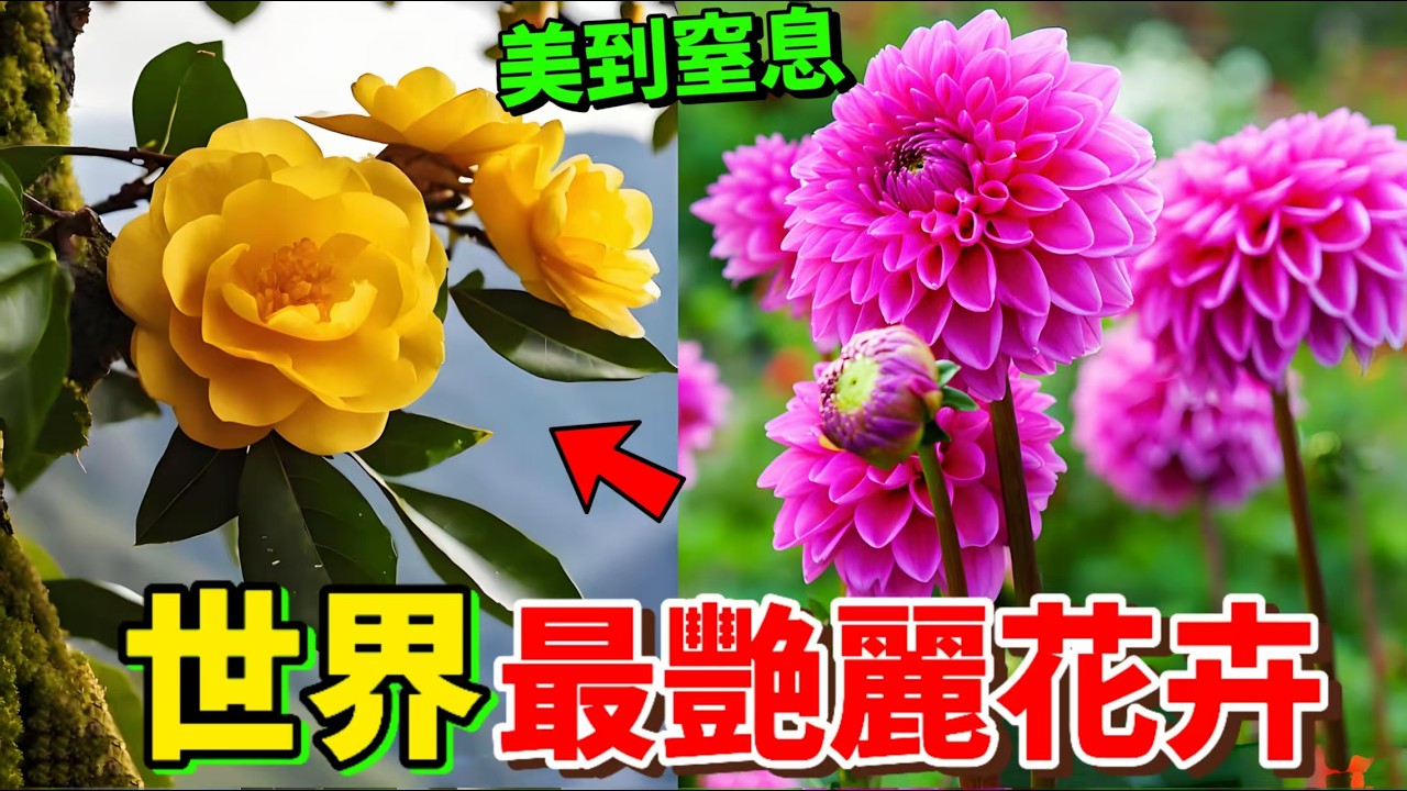 美到窒息！全世界最艷麗的10種花卉，第1种被稱爲花中之王，第4种美到不真實！#世界之最 #top10  #最美花卉 #植物 #綉球花 #扶桑花