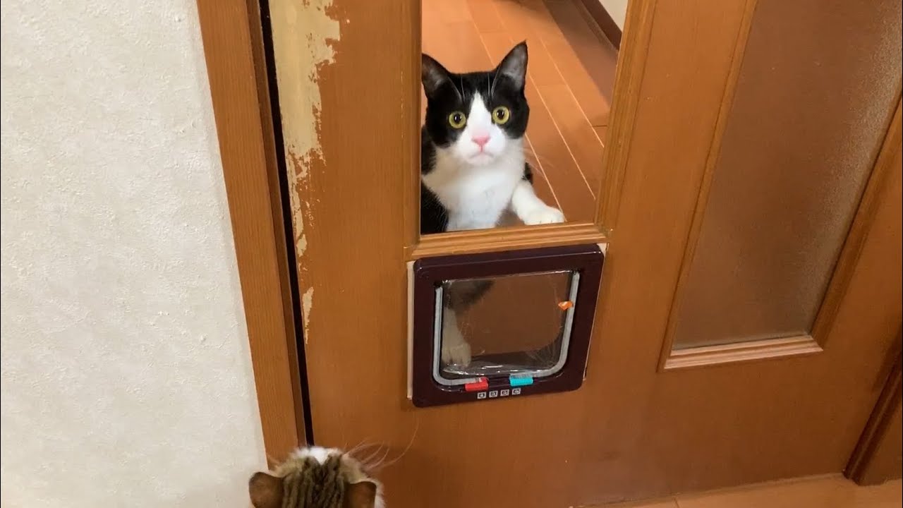 猫扉ができるのを楽しみにしてる猫