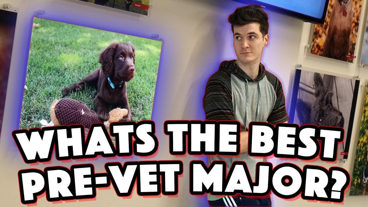 CHOOSING A PRE-VET MAJOR: How to get into Veterinary School Episode 3