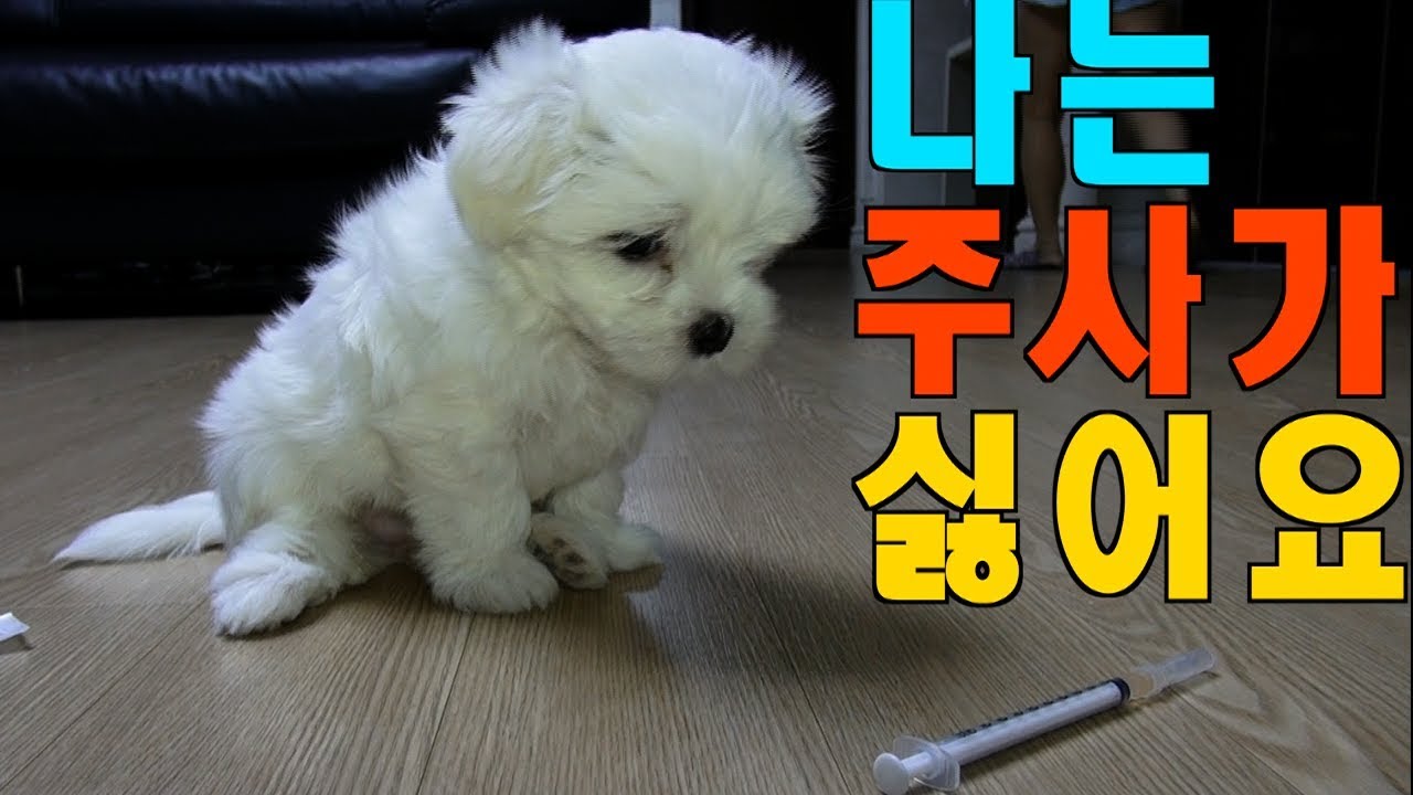 [말티즈]204탄.핵졸귀 말티즈 블루 주사도 잘 맞아요