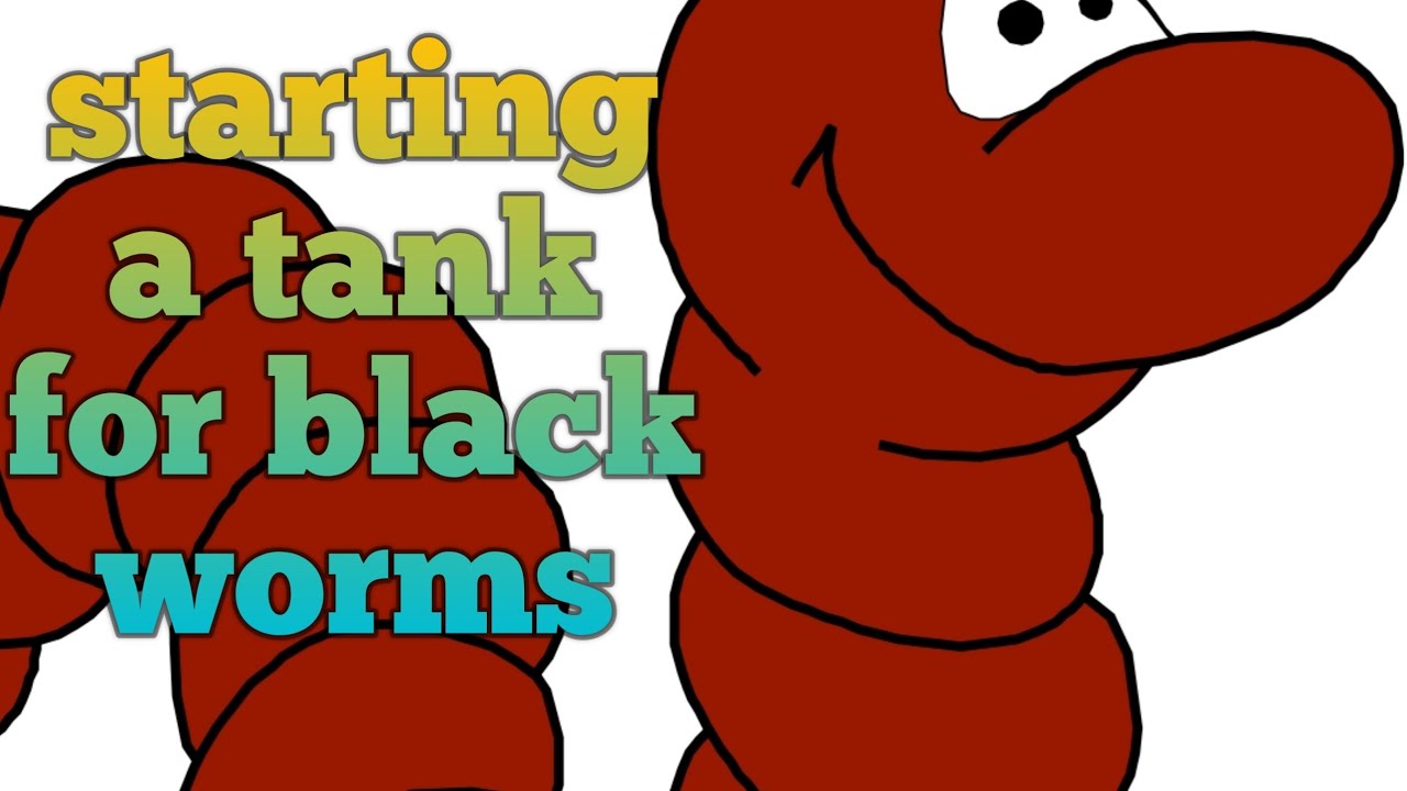 Black worm tank setup.