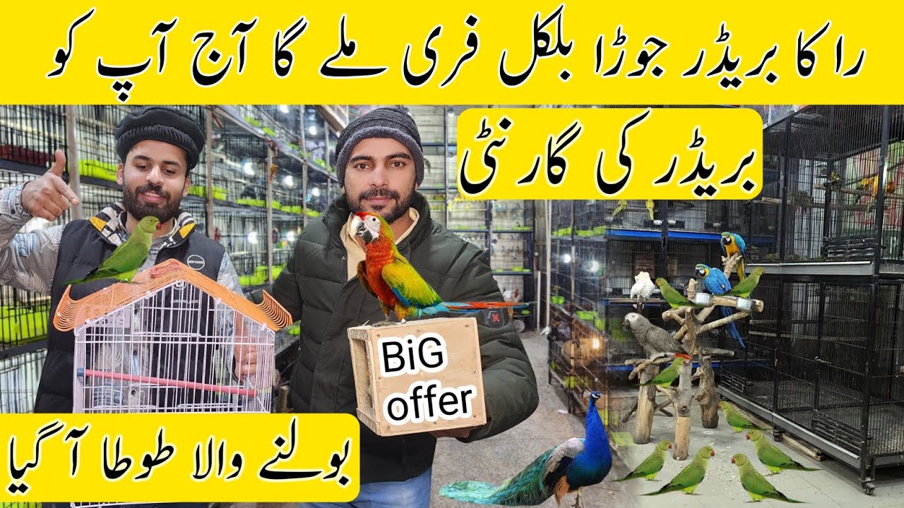 Breedar Pair a gay Le Jao || Big Birds Setup #lahorientertainmentchannel
