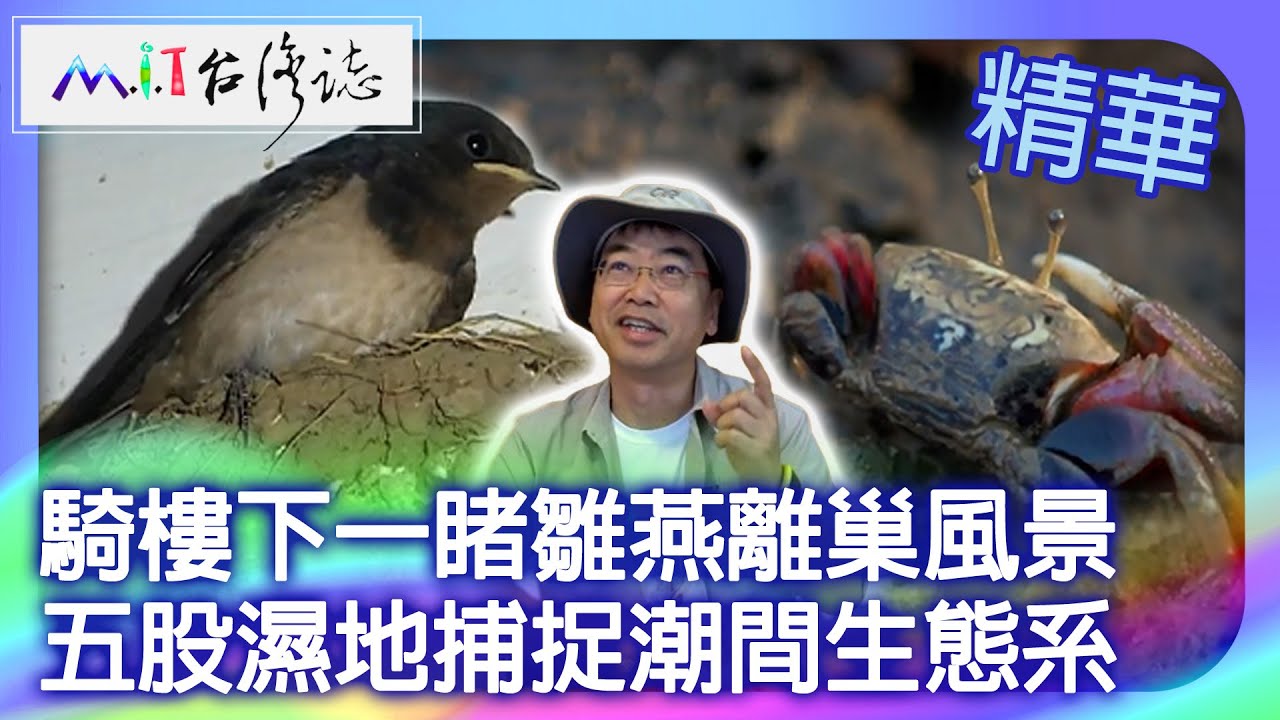 騎樓下一睹雛燕離巢風景 五股濕地捕捉潮間生態系｜臺北市 麥覺明【@ctvmit839集】