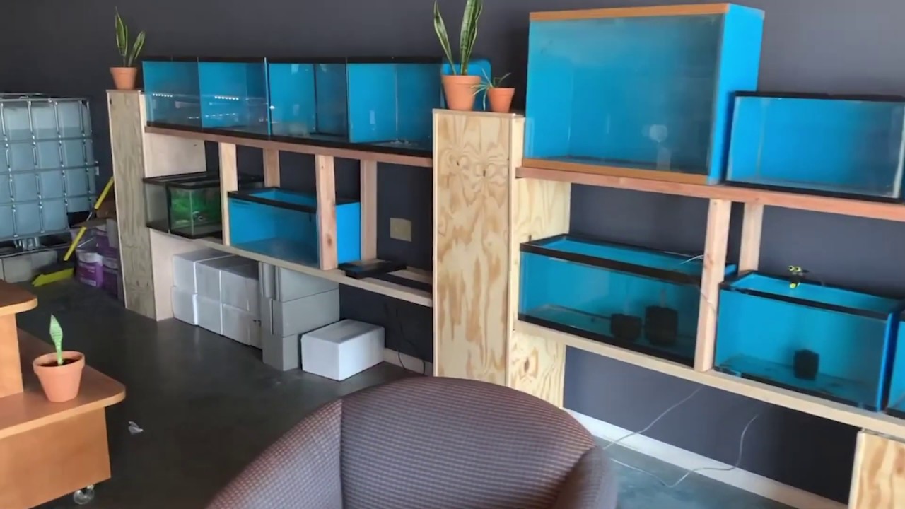Welcome to The Basement Reef!