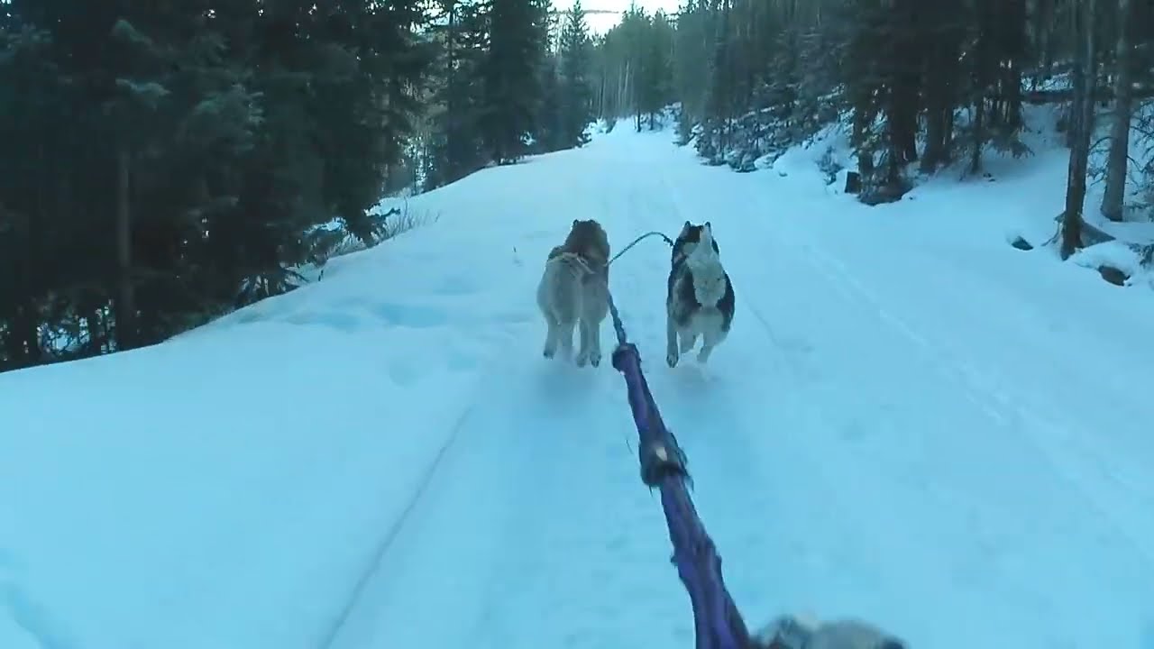 Safety Dust Skijor