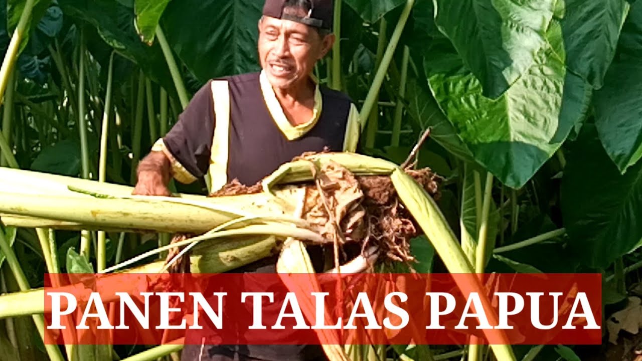 Panen Talas Papua || Papuan Taro Harvest