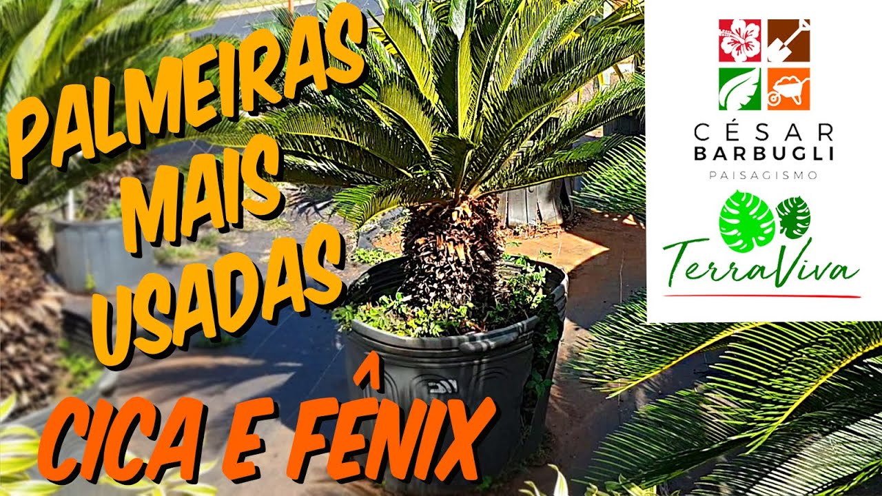 PALMEIRAS MAIS USADAS EM JARDINS E VASOS! TUDO SOBRE CICA E FÊNIX