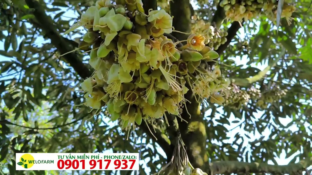TƯỚI NƯỚC NHƯ THẾ NÀO KHI SẦU XỔ NHỤY