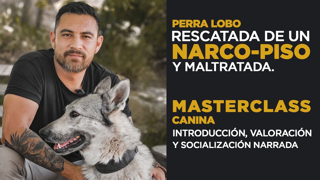 RESCATADA DE UN NARCO-PISO Y MALTRATOS. INTRODUCCIÓN AL REFUGIO.