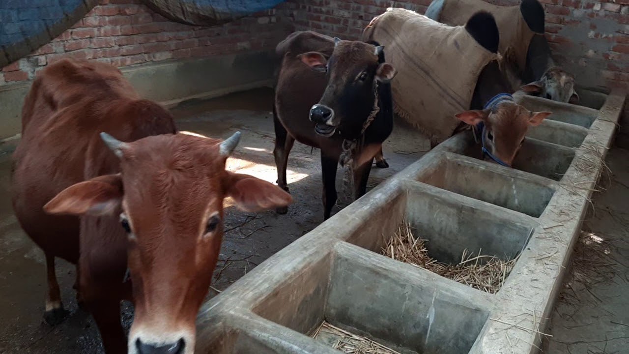 Cow fattening project at Naogaon Agro Farm (NAF)
