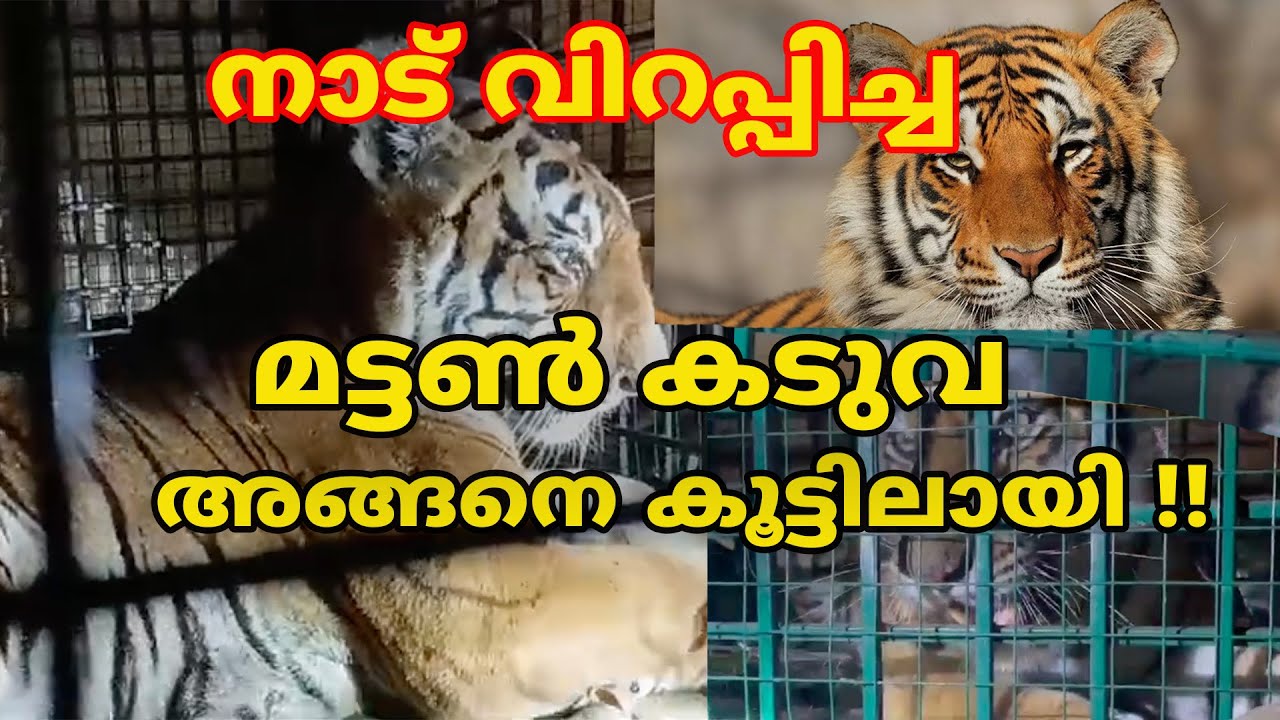പുൽപള്ളിയെ  വിറപ്പിച്ച മട്ടൺ കടുവ അങ്ങനെ കൂട്ടിലായി #forest #tiger #wayanad #wildlife