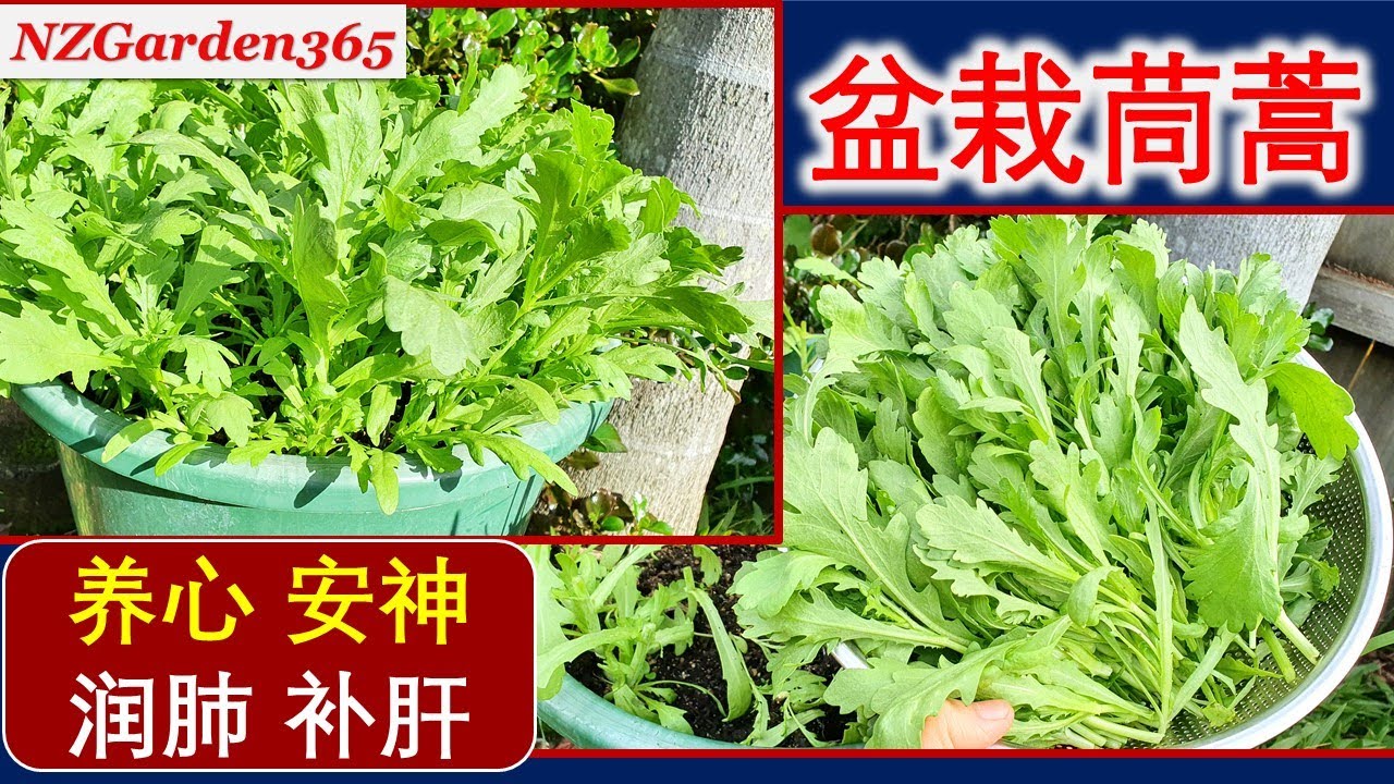 茼蒿用盆栽，太嫩太好吃！长得一点不比地里的差，产量也很高！