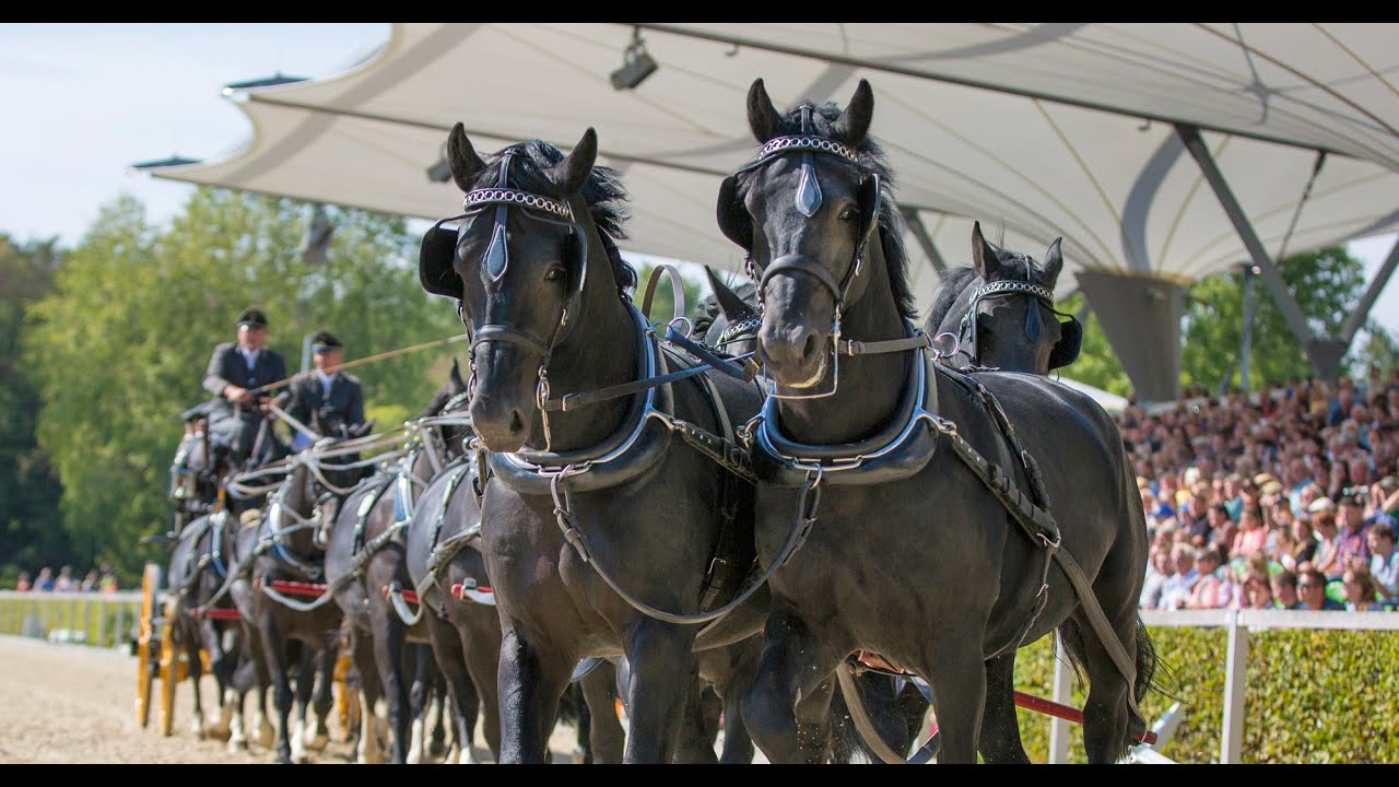 Hengstparade Moritzburg