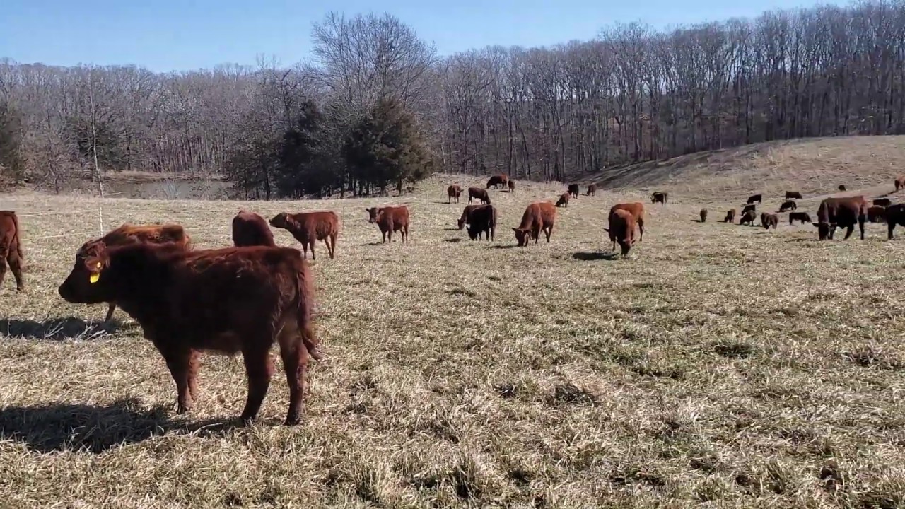 Greg details his steps to eliminate stress in weaning calves.