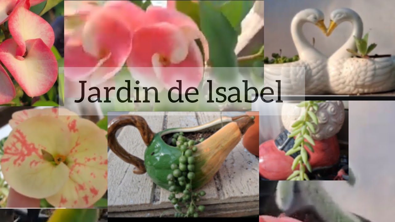 Visitando un jardín de plantas.#coronasdecristo##jardín#flores#flores 