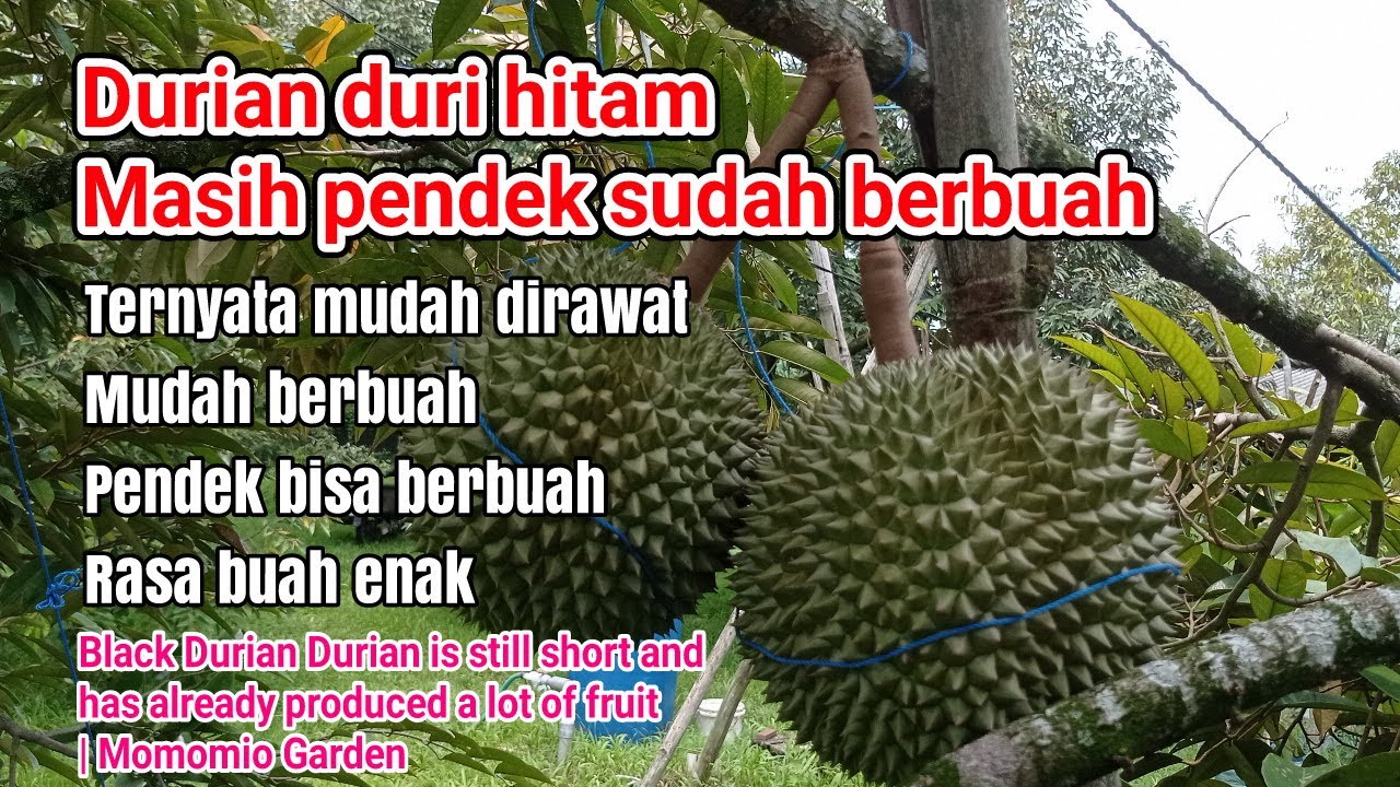 Durian Duri Hitam Masih Pendek Sudah Berbuah Banyak | Momomio Garden (25/11/24)