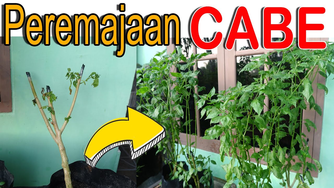 TUTORIAL CARA PEREMAJAAN CABE, dengan Pemangkasan