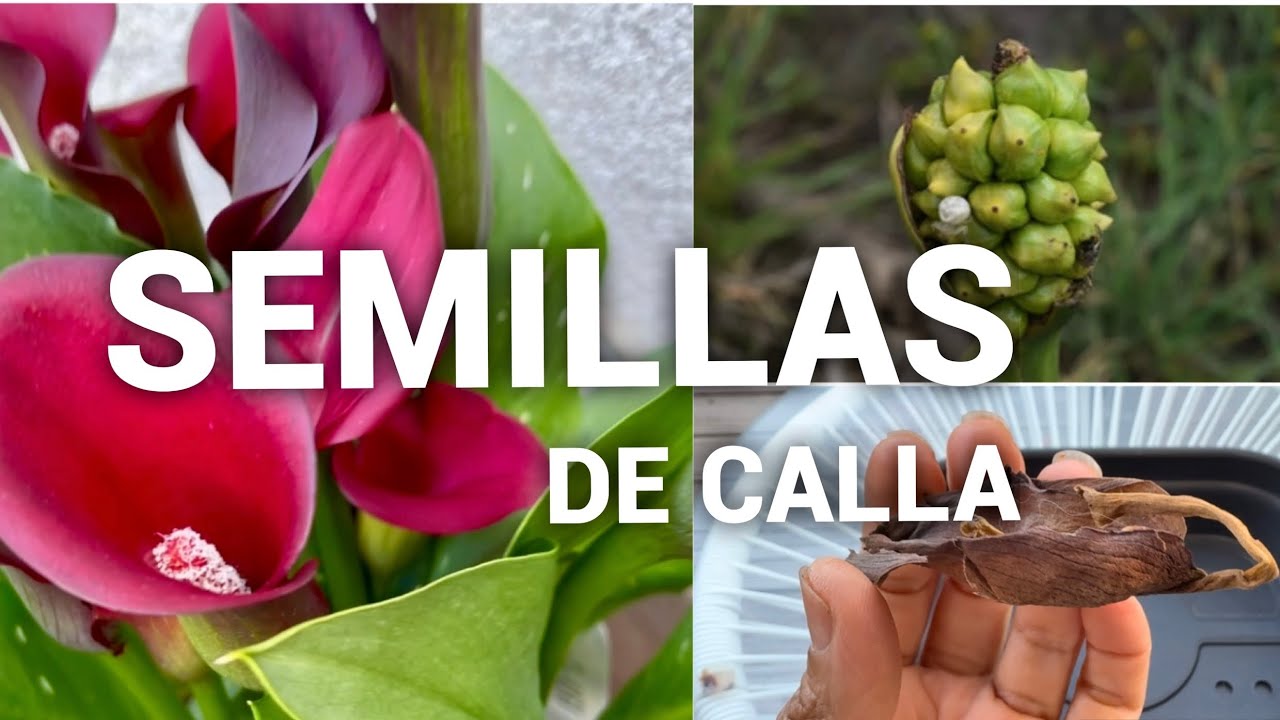 CÓMO SEMBRAR SEMILLAS DE CALLA O ZANTEDESCHIA🌱