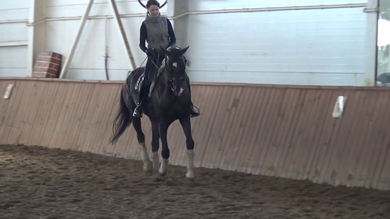 Dressage training. Akhal-teke stallion Sevan-Shael