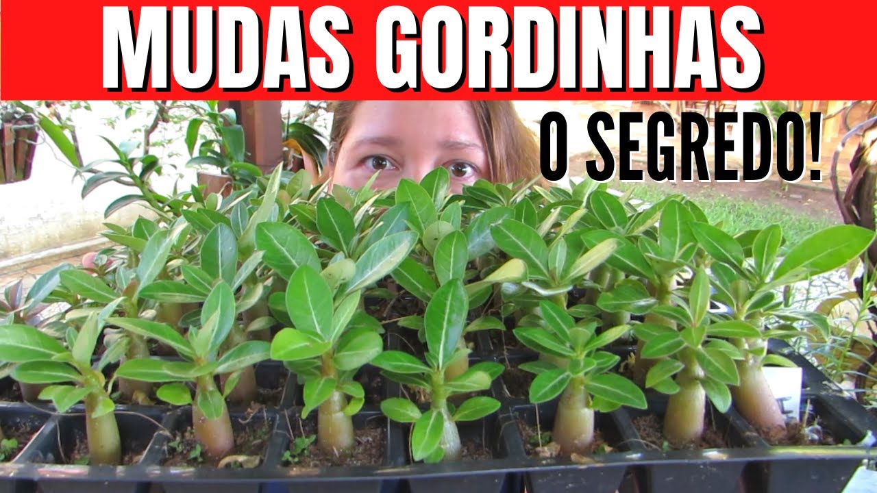INCRÍVEL! Adubo para Rosa do Deserto ficar gordinha | Como engrossar as mudinhas de rosa do deserto