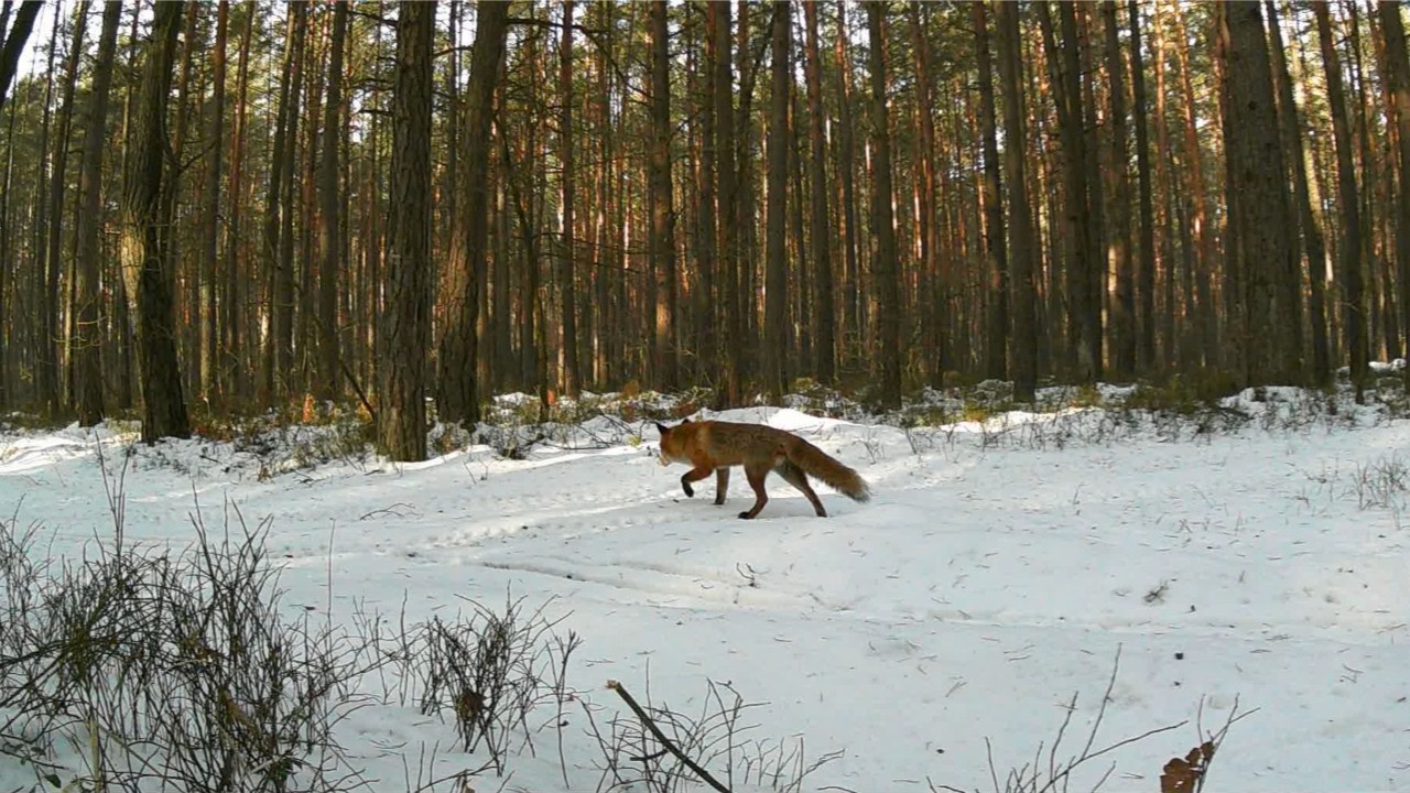 Jurajska fauna okiem fotopułapki - tydzień 4 część 2