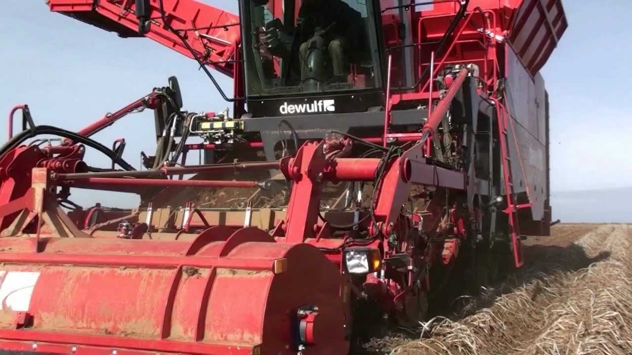 Dewulf Kwatro - 3-row self-propelled potato harvester