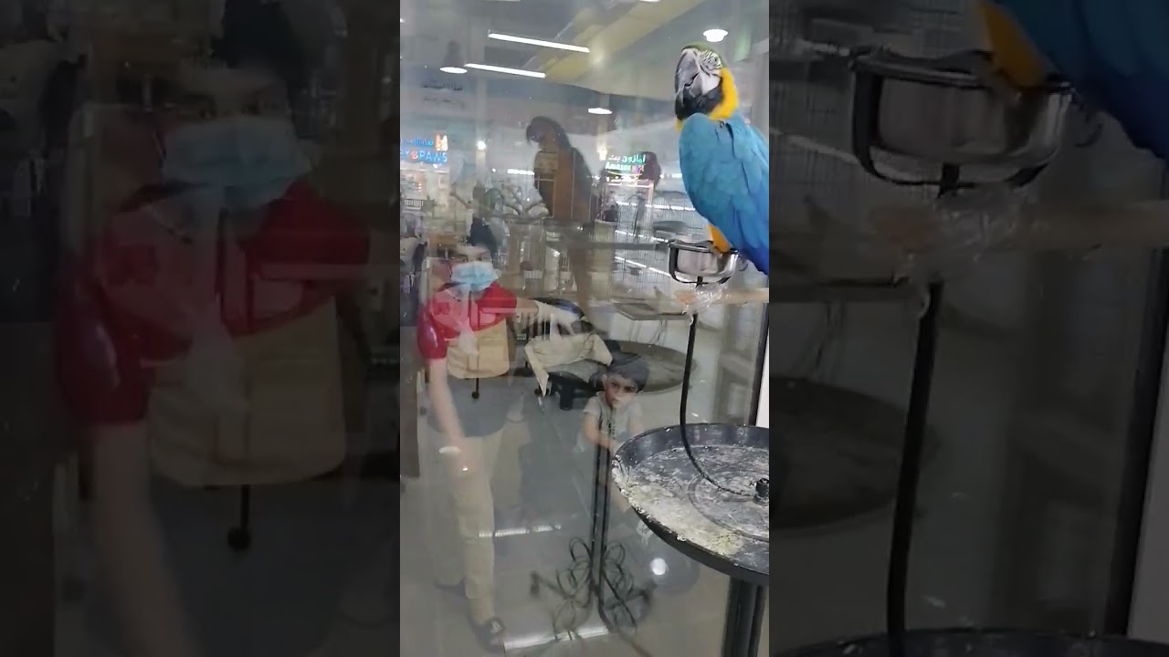 Dubai Pet Market 
