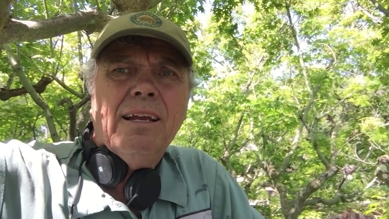 A day in the Arborist's life