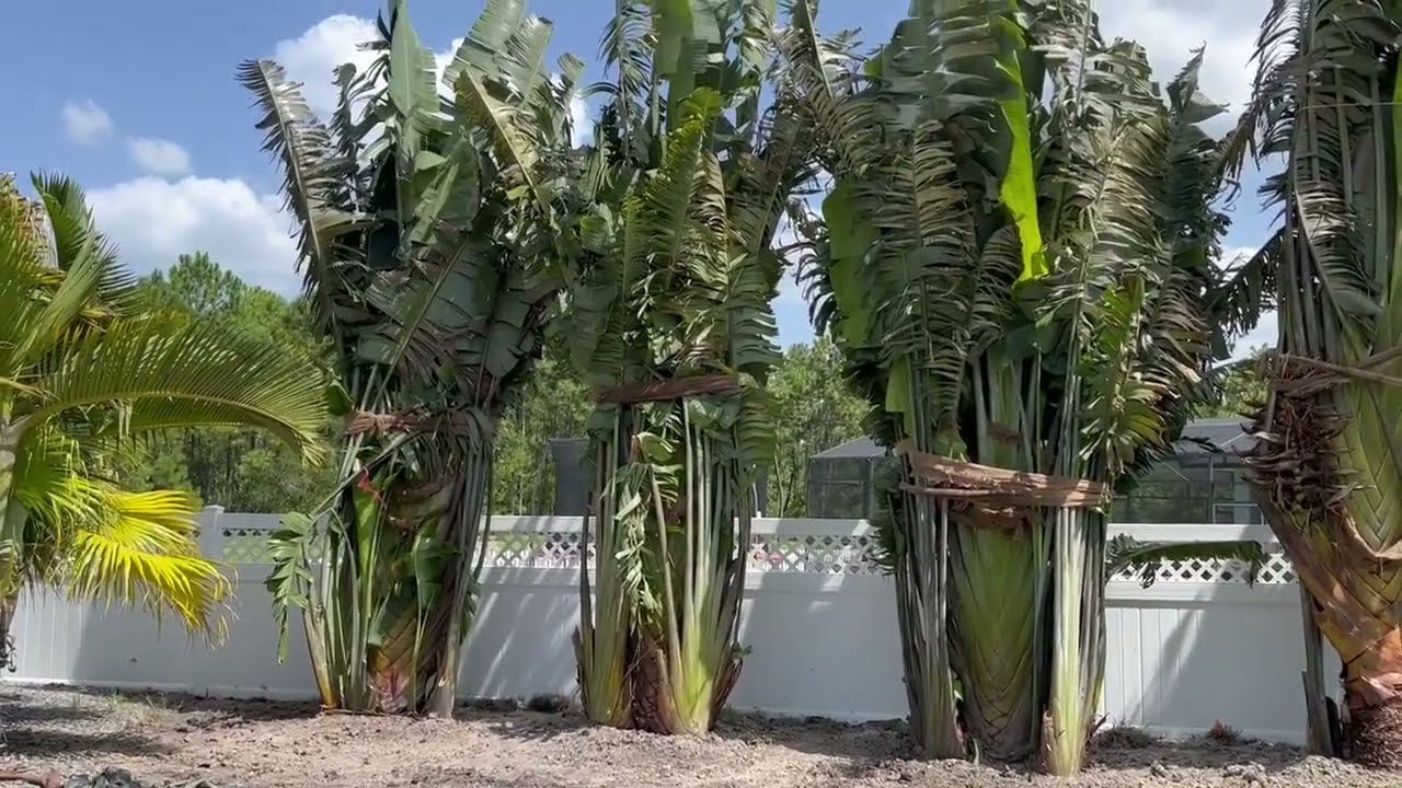 Traveler Palm Privacy Screen/Large Palms and Trees For Sale/The Tree Planters/Buy Large Trees