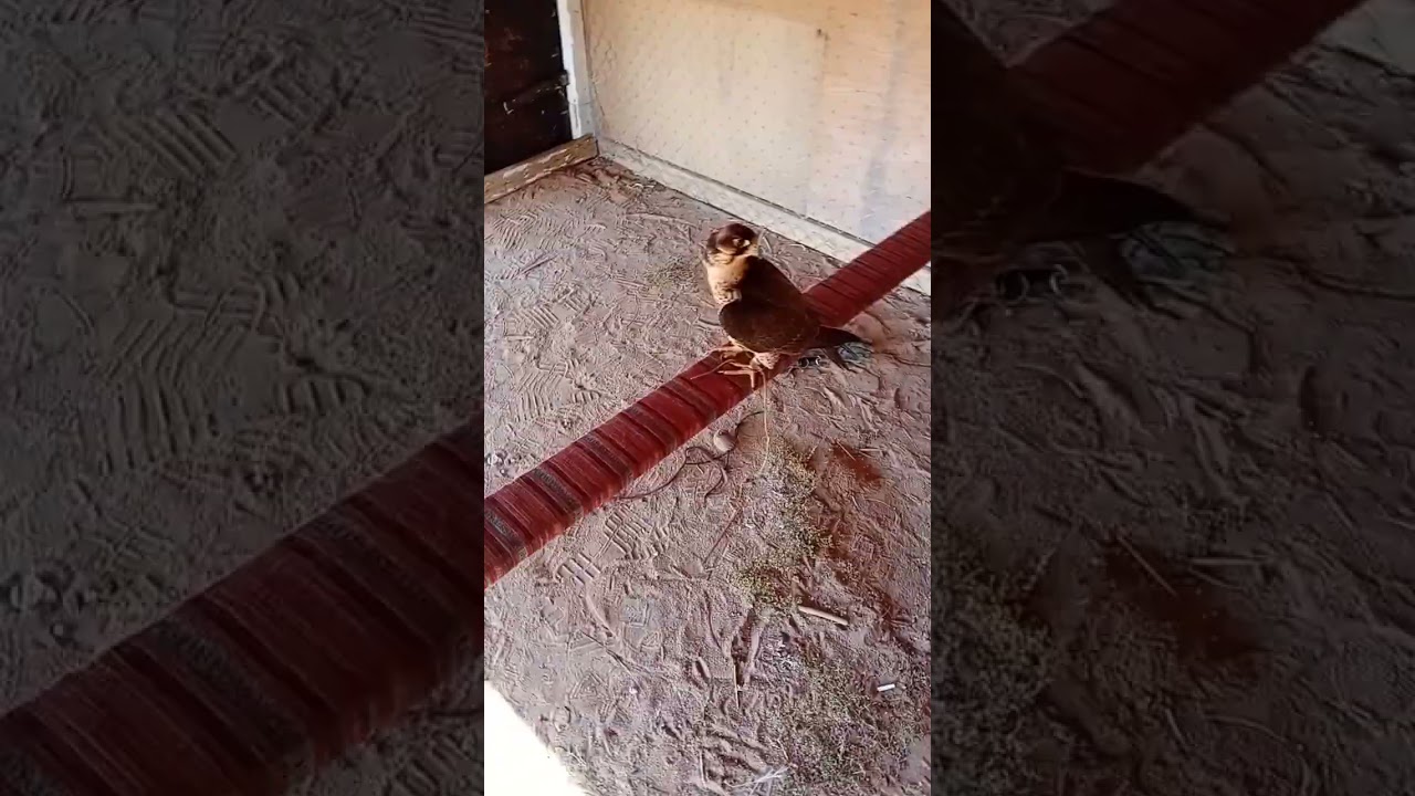 شاهدوا مربط الطير منصور  