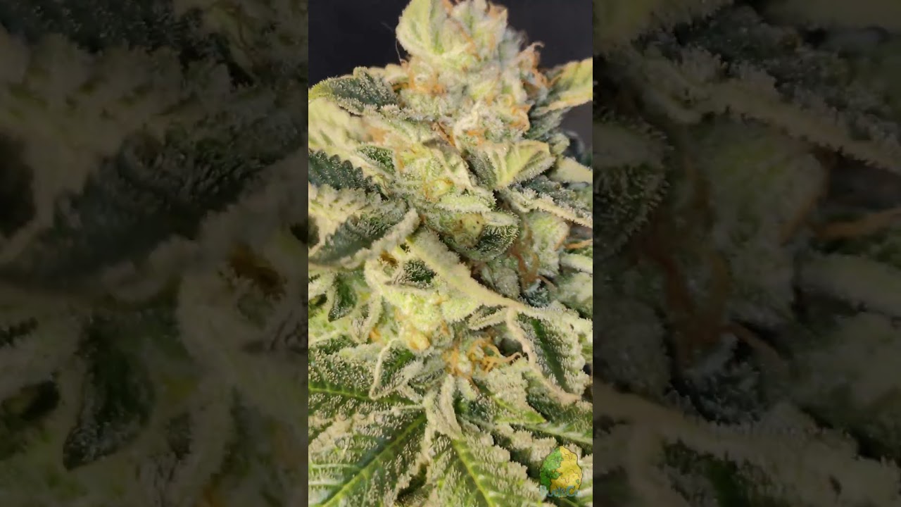 ⛽ White Fire OG x Bubbakush x Girl Scout Cookies 🍪 new fresh seeds is coming!