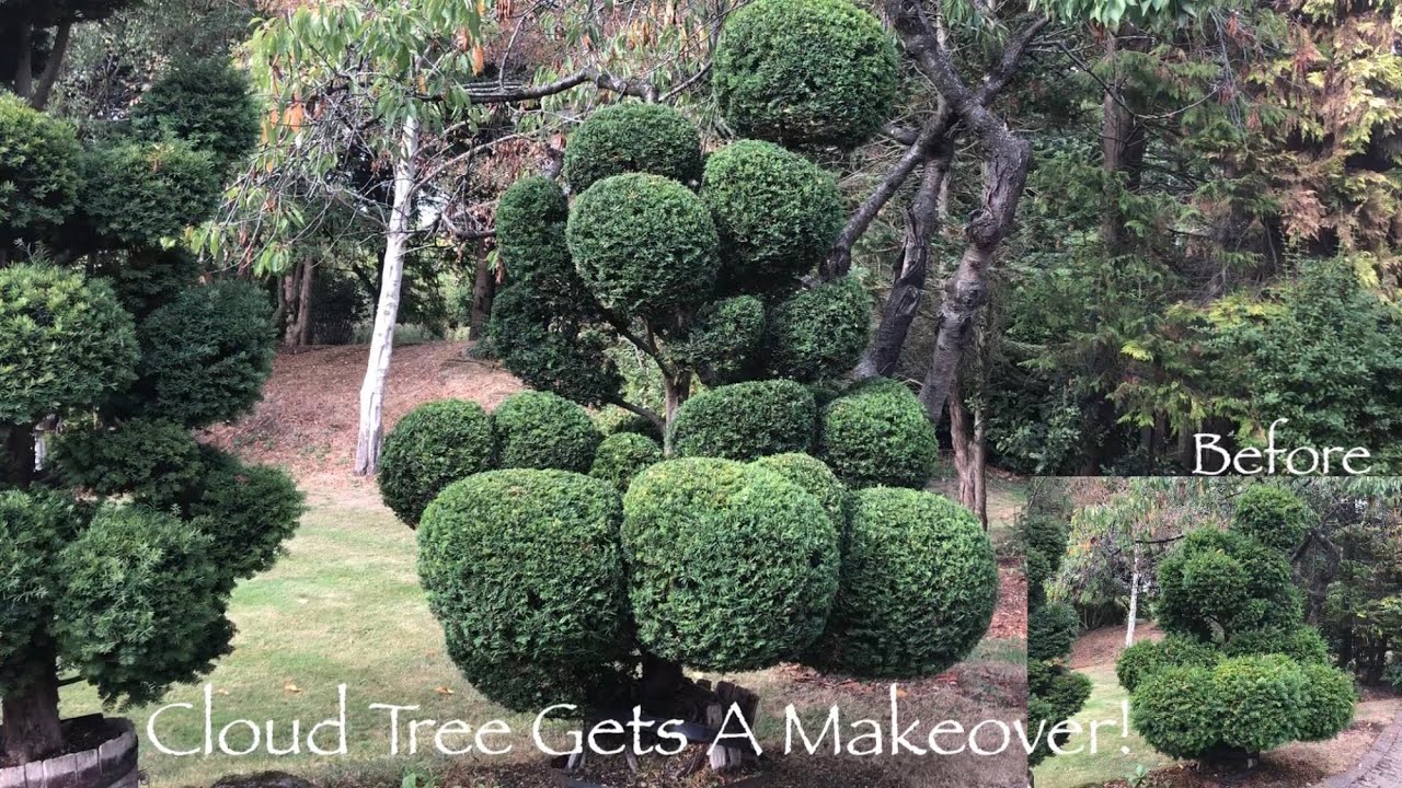 Yew Cloud Tree Bonsai Gets A Makeover!! Taxus Baccata Topiary