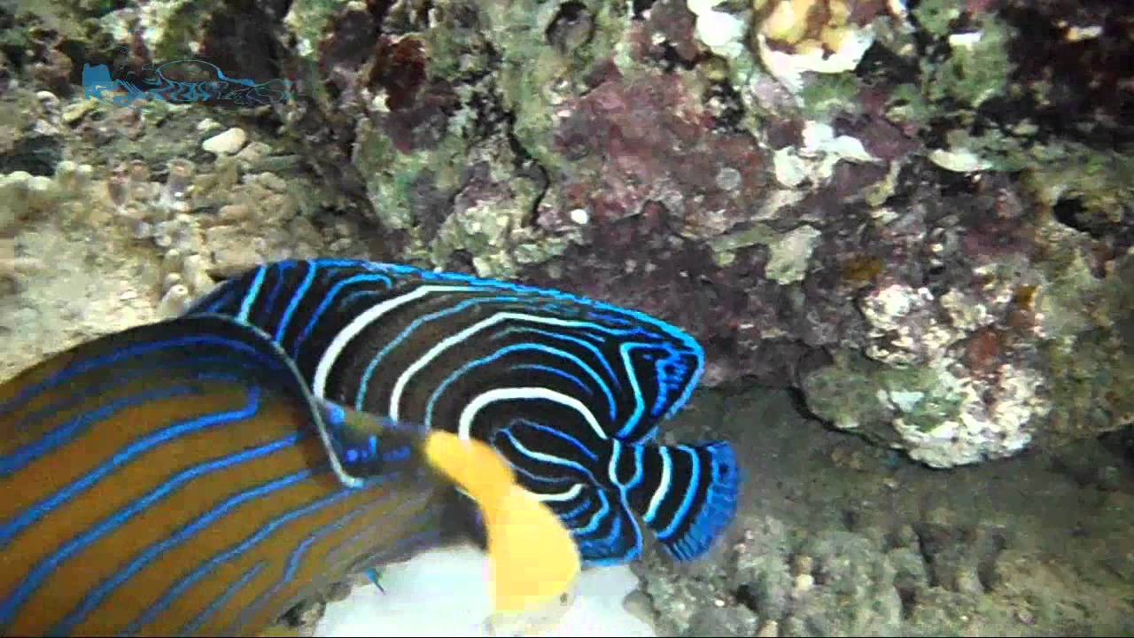 Koran Angelfish (Pomacanthus Semicirculatus) || AquaFishViet.com