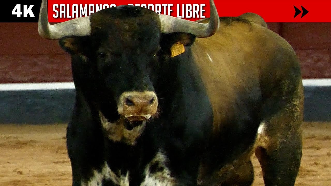 SALAMANCA ▪ RECORTE LIBRE ▶ Desafío de ganaderías