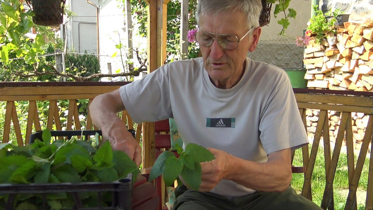 Citromfűdrog - metszéstől a teáig Goldperger Andrással
