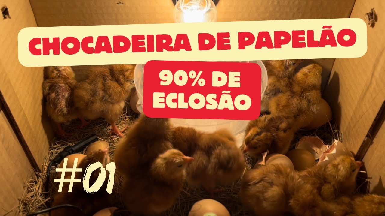 Chocadeira de caixa de papel&atilde;o 90% de eclos&atilde;o parte 01