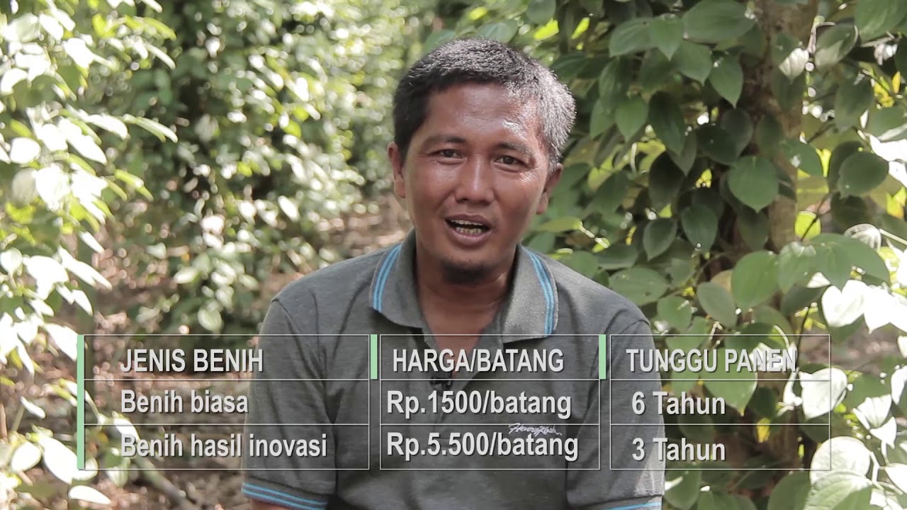 Mengenal Teknologi Perbenihan Lada