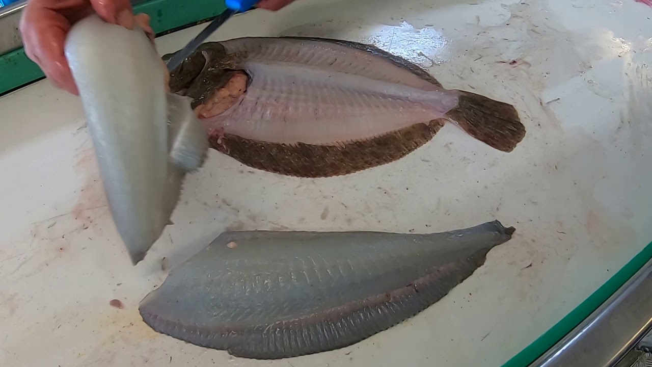 How to quarter fillet a flatfish(Brill)