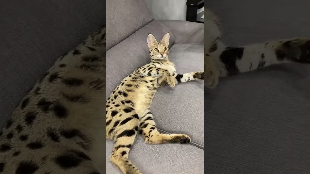😻🐆 